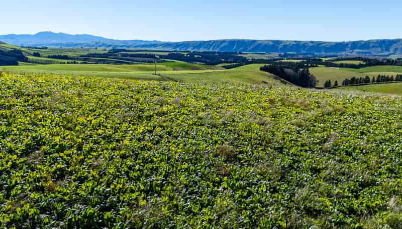 55 Rutherford Road, Albury