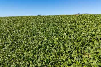 55 Rutherford Road, Albury