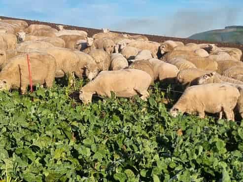 759 Waitahuna Gully Road, Waitahuna