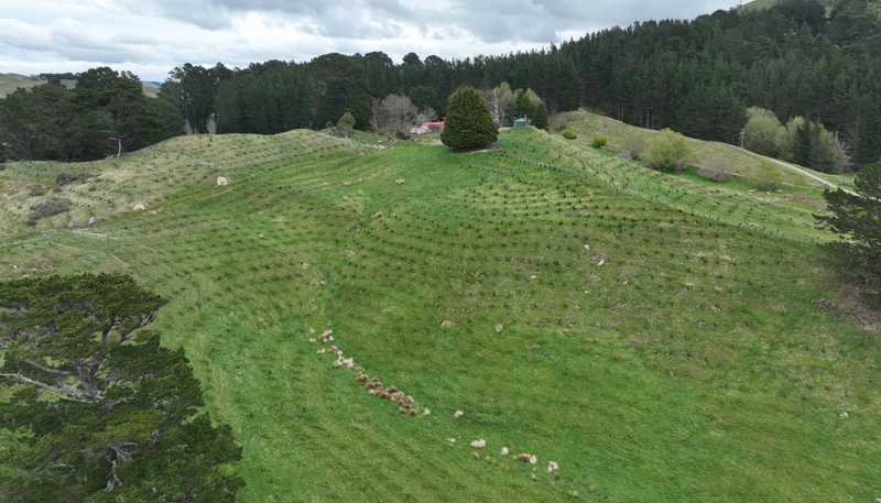 2164 Te Mai Road, Tinui Valley