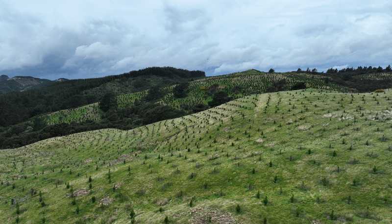 2164 Te Mai Road, Tinui Valley