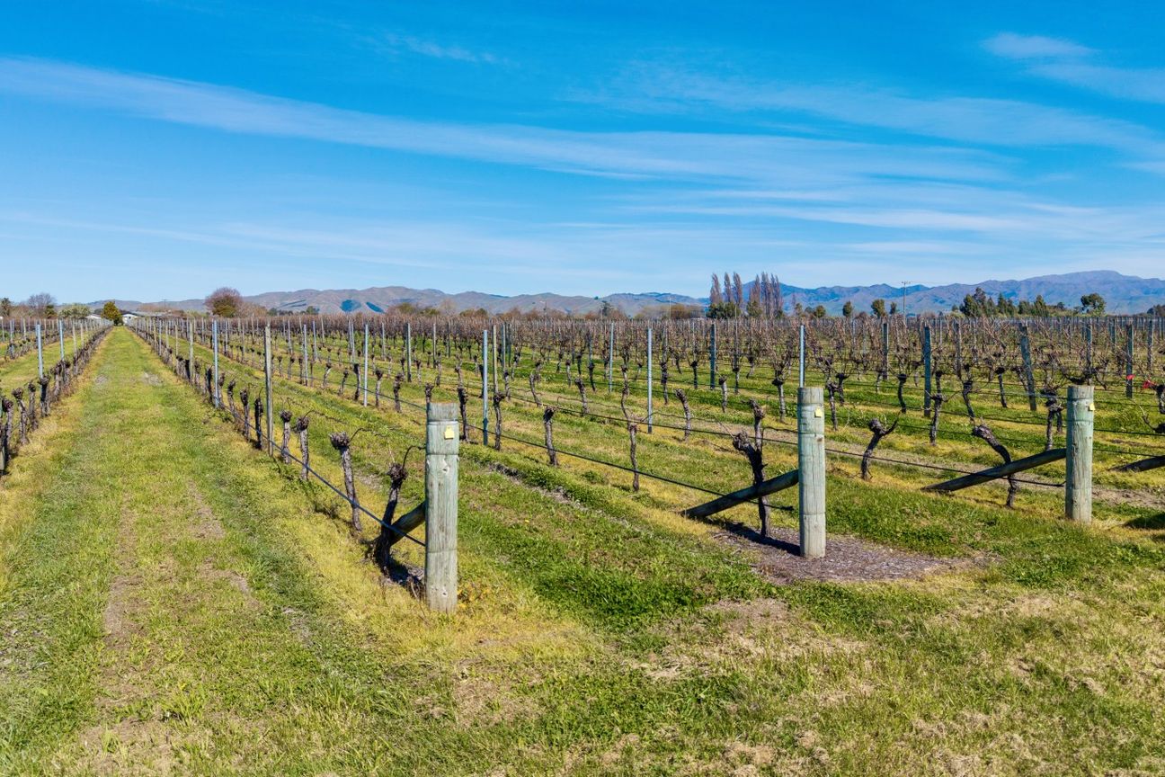 Highly sought after with three year grape supply - Widok 4
