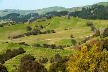  Te Wera Forest, Carterton