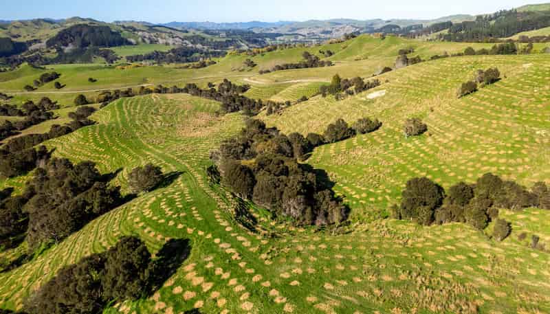  Te Wera Forest, Carterton
