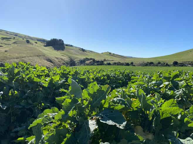 48 Heathfield Road, Greta Valley
