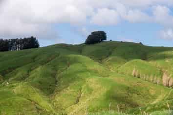  Merlo Forest, Eketahuna