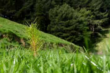  Merlo Forest, Eketahuna