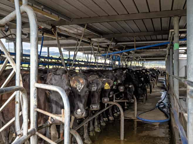  Brooklyn Farm, 126 McGinley Road, Opotiki
