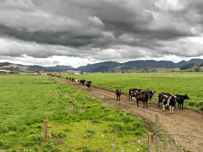  Brooklyn Farm, 126 McGinley Road, Opotiki