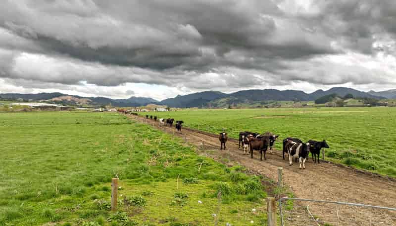  Brooklyn Farm, 126 McGinley Road, Opotiki