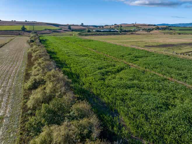 229 Wily Road, Puni