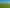  Rimu Farms, Rimu