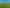  Rimu Farms, Rimu