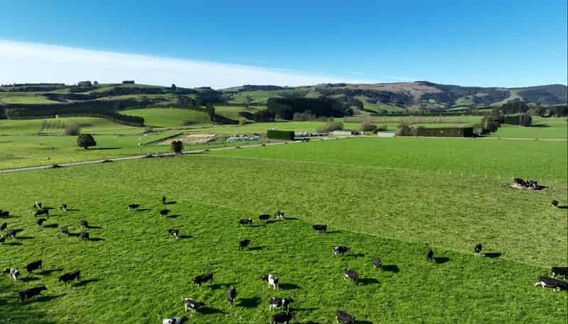  Rimu Farms, Rimu