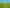  Rimu Farms, Rimu