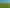  Rimu Farms, Rimu