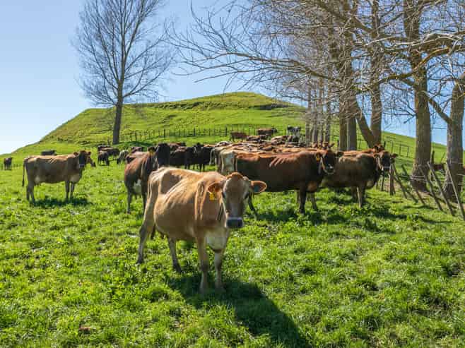 226a Buckland Road, Matamata
