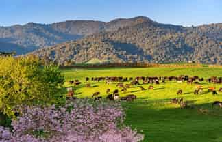 48 Poland Street, Waikino