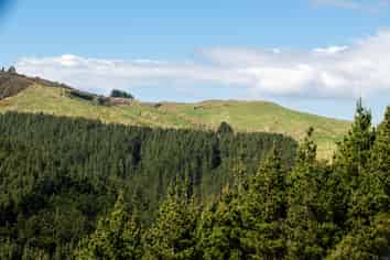  Manawa Forest, Tinui