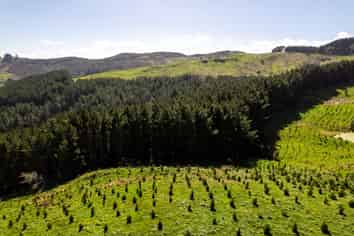  Manawa Forest, Tinui