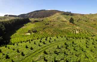  Manawa Forest, Tinui