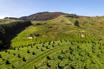  Manawa Forest, Tinui