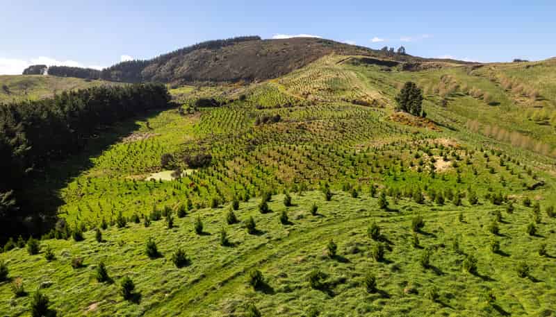  Manawa Forest, Tinui