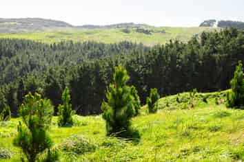  Manawa Forest, Tinui