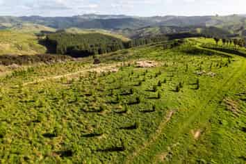  Manawa Forest, Tinui