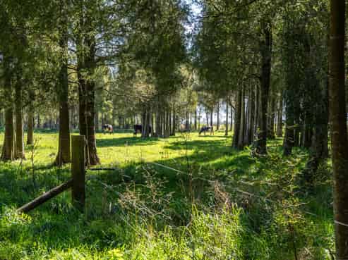 1807 Kahutara Road, Kahutara