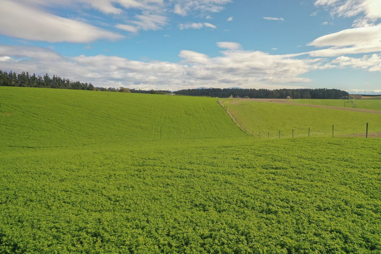 Versatile 84.92ha farm near Timaru - Ansicht 5
