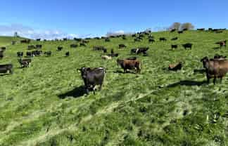 684 Maihiihi Road, Otorohanga