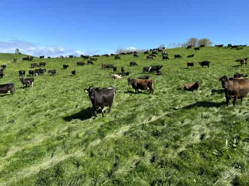 684 Maihiihi Road, Maihiihi