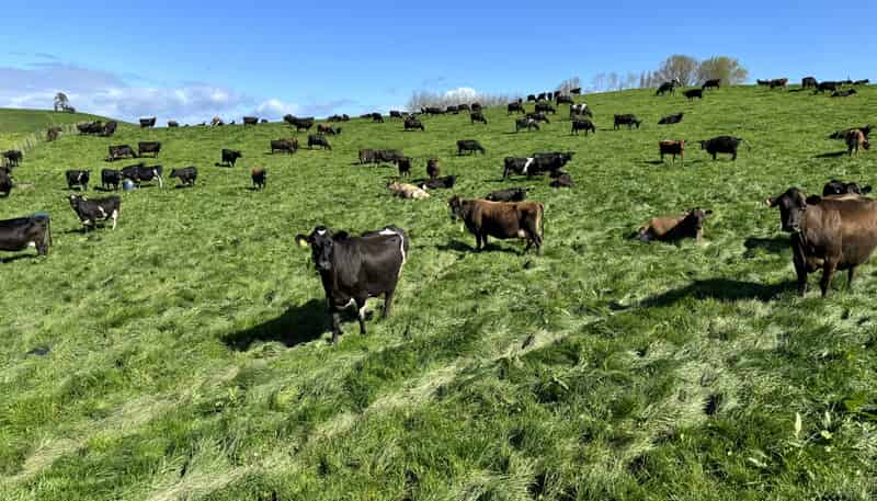 684 Maihiihi Road, Otorohanga