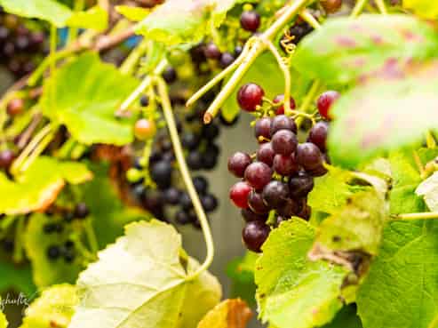 7 Hebe Lane, Maungaturoto