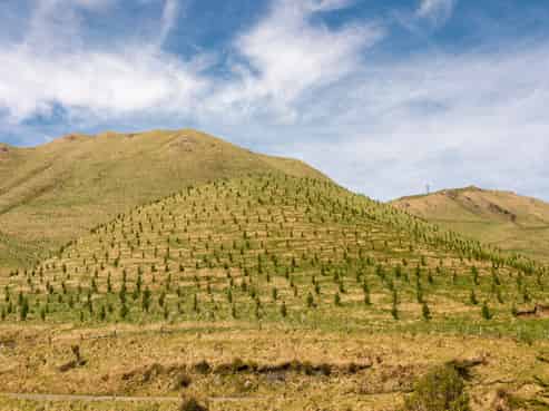 Tamaki East Road, Dannevirke