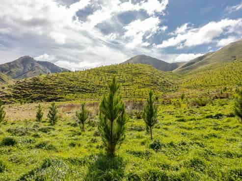 Tamaki East Road, Dannevirke