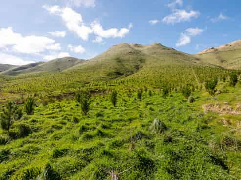 Tamaki East Road, Dannevirke