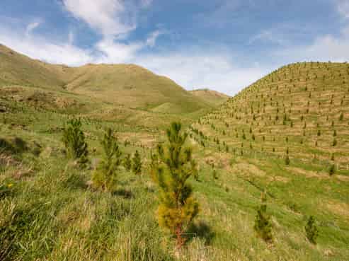 Tamaki East Road, Dannevirke