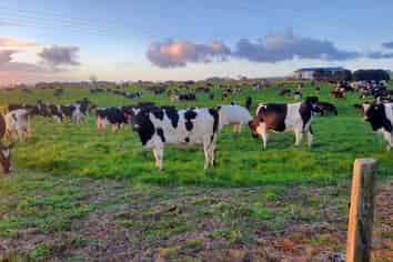 455 West Coast Road, Te Kopuru