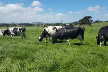 455 West Coast Road, Te Kopuru