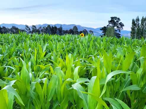 48 Gardiners Road, Starvation Hill, Oxford