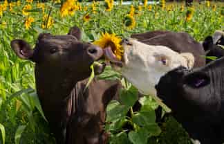 48 Gardiners Road, Starvation Hill, Oxford