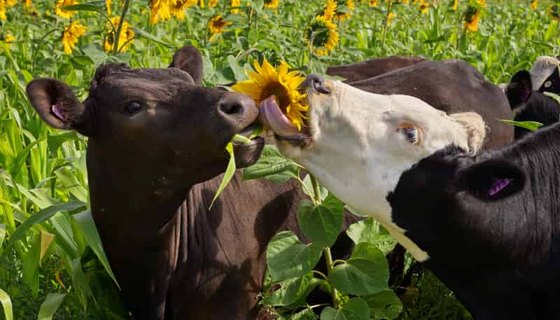 48 Gardiners Road, Starvation Hill, Oxford