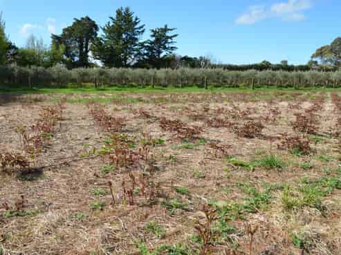 83 Boundary Road, Upper Plain