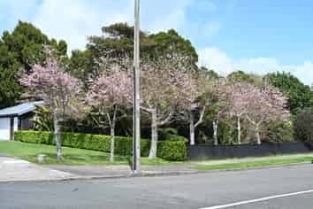72 Gilbert Street, New Plymouth