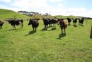96 Lower Hunter Road, Eltham, South Taranaki, Taranaki