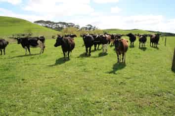 96 Lower Hunter Road, Hawera