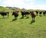 96 Lower Hunter Road, Eltham, South Taranaki, Taranaki