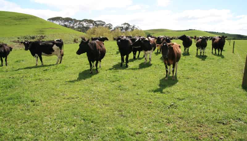 96 Lower Hunter Road, Hawera